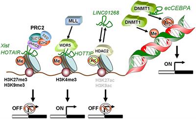 Long Non-coding RNAs as Functional and Structural Chromatin Modulators in Acute Myeloid Leukemia